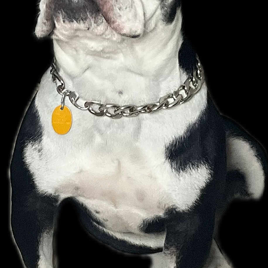 Bones is registered to the contest to win money with this photo: dog, bulldog, sunglasses, chain_collar, black_background, pet, animal, white_and_black, sitting, portrait, accessory, cool, fashion, cute, domestic_animal, studio_shot, looking_up, short_hair, muzzle, ears