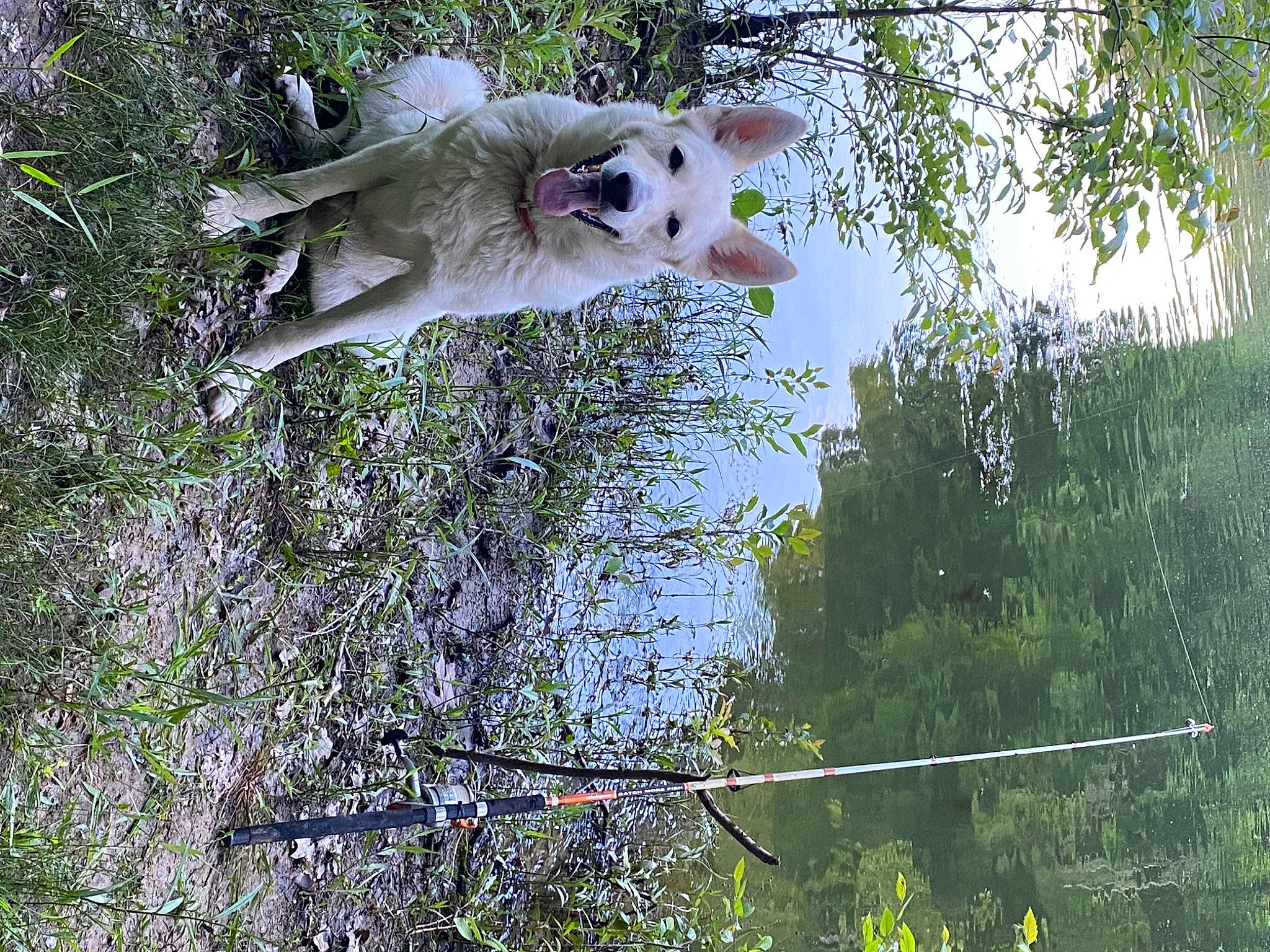 Everest joined the competition — help win amazing prizes! canidae, carnivore, companion_dog, dog, dog_breed, fawn, felidae, forest, grass, mammal, plant, small_to_medium_sized_cats, snout, sporting_group, tail, tree, twig, water, whiskers, wildlife