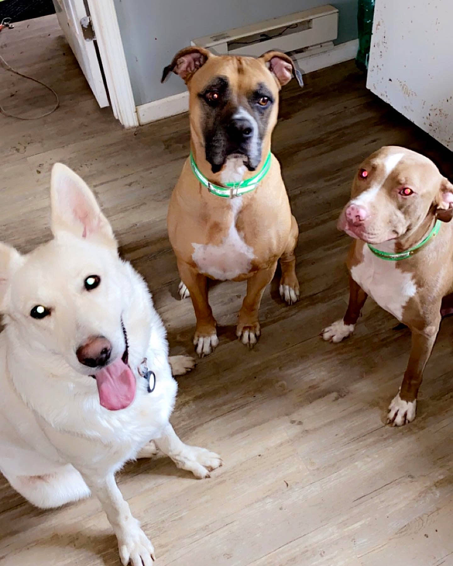 Everest joined the competition — help win amazing prizes! canidae, carnivore, collar, companion_dog, dog, dog_breed, dog_collar, dog_supply, fashion_accessory, fawn, flooring, leash, liver, paw, pet_supply, snout, sporting_group, whiskers, wood, working_animal