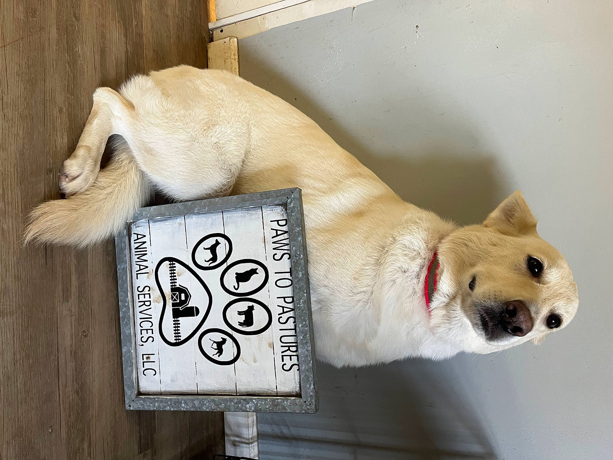 Everest is registered to the contest to win money with this photo: canidae, carnivore, collar, comfort, companion_dog, dog, dog_breed, fawn, felidae, font, fur, paw, pet_supply, photo_caption, snout, sporting_group, tail, terrestrial_animal, toy, whiskers