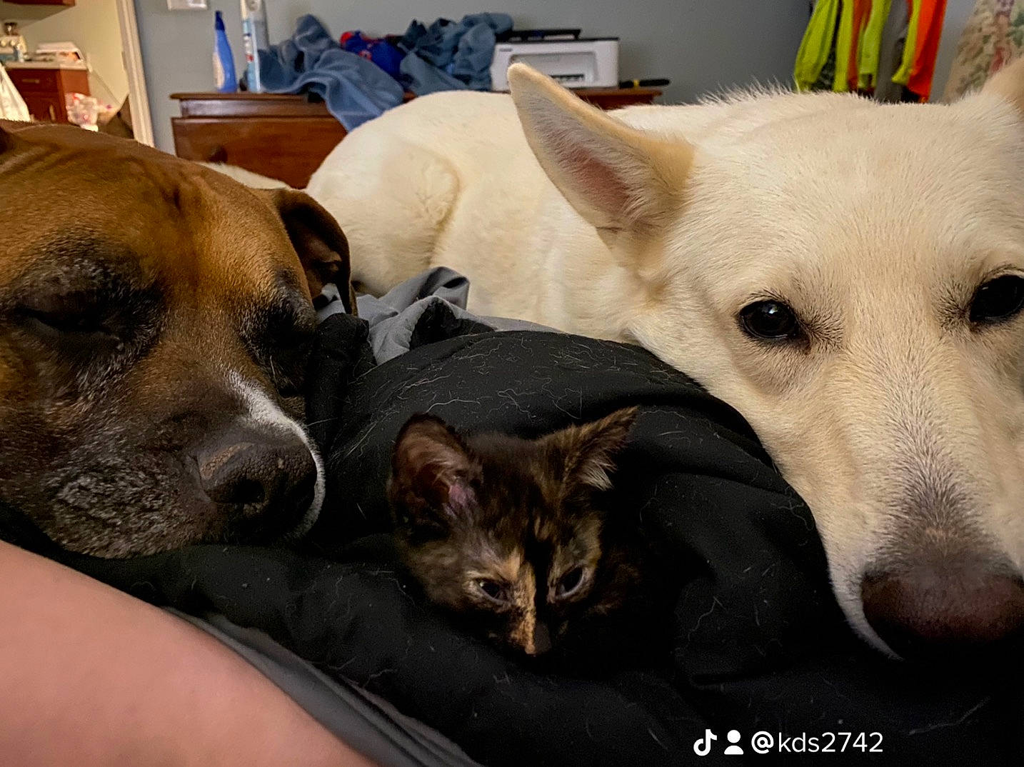 Everest is registered to the contest to win money with this photo: canidae, carnivore, cat, collar, comfort, companion_dog, dog, dog_breed, dog_supply, fawn, felidae, fur, non_sporting_group, paw, picture_frame, snout, sporting_group, terrestrial_animal, whiskers, working_animal