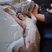 Blue participe au concours pour gagner de l'argent avec cette photo : dog, sleeping, bed, blanket, person, tablet, phone, couch, relaxing, indoor, fur, paw, rest, comfort, casual, home, leisure, blanket_texture, clothing, electronic_device