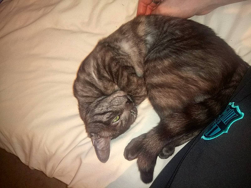 Félix participe au concours pour gagner de l'argent avec cette photo : canidae, carnivore, cat, comfort, ear, felidae, fur, hand, kitten, long_hair, nap, puppy, sleep, small_to_medium_sized_cats, tabby_cat, tail, whiskers