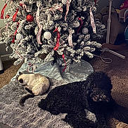Billy joined the competition — help win amazing prizes! dog, cat, christmas_tree, ornaments, ribbons, carpet, rug, indoor, holiday, decorations, pet, furry, relaxing, animal, snow_flocked_tree, cozy, home, floor, quiet, festive
