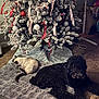 dog, cat, christmas_tree, ornaments, ribbons, carpet, rug, indoor, holiday, decorations, pet, furry, relaxing, animal, snow_flocked_tree, cozy, home, floor, quiet, festive