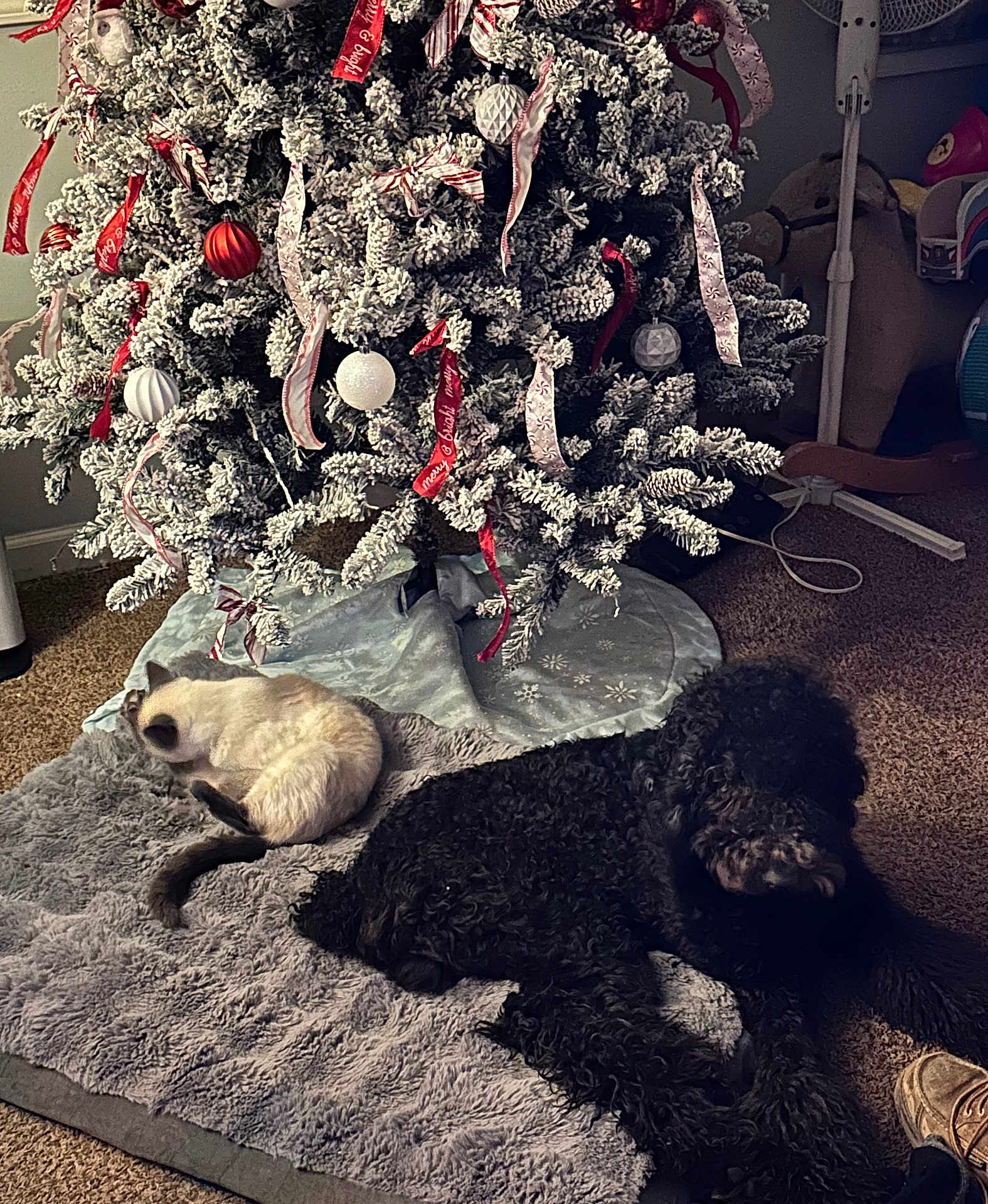 Billy joined the competition — help win amazing prizes! dog, cat, christmas_tree, ornaments, ribbons, carpet, rug, indoor, holiday, decorations, pet, furry, relaxing, animal, snow_flocked_tree, cozy, home, floor, quiet, festive