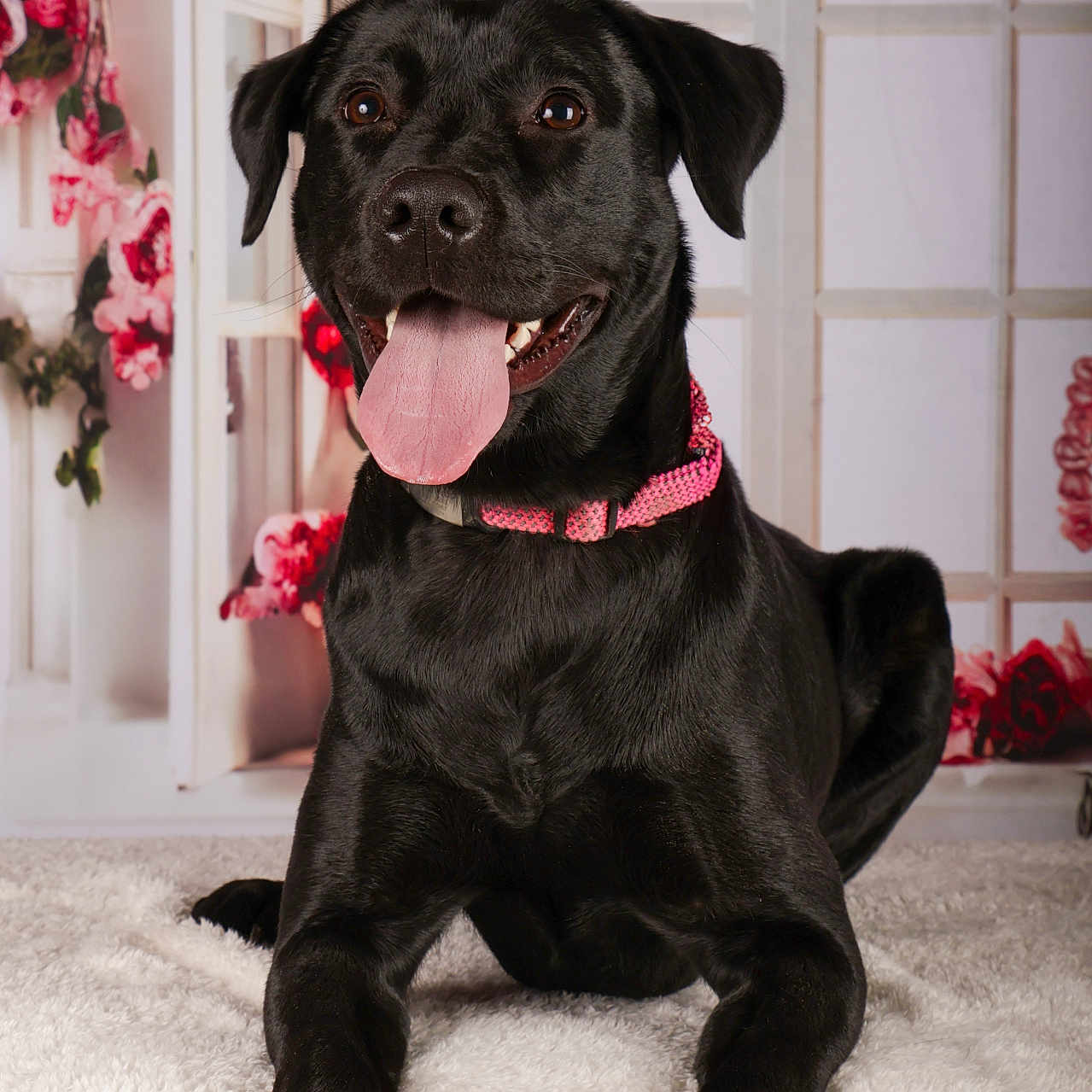 Valtra participe au concours pour gagner de l'argent avec cette photo : animal, background, black_dog, collar, cute, dog, domestic_animal, face, flower, fluffy_surface, fur, happy, indoor, lying_down, paw, pet, pink_collar, portrait, smiling, tongue_out