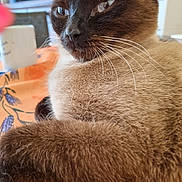 Princesse participe au concours pour gagner de l'argent avec cette photo : cat, siamese_cat, close_up, feline, whiskers, fur, tablecloth, indoor, pet, relaxed, animal, paw, face, domestic_animal, home, mammal, portrait, looking_away, brown, cozy
