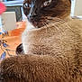 cat, siamese_cat, close_up, feline, whiskers, fur, tablecloth, indoor, pet, relaxed, animal, paw, face, domestic_animal, home, mammal, portrait, looking_away, brown, cozy
