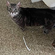 Casper is registered to the contest to win money with this photo: animal, cat, close_up, corner, curious, domestic_cat, ears, floor, four_legs, fur, household, indoor, linoleum_floor, looking_up, pet, striped, tabby_cat, tail, wall, whiskers