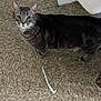 animal, cat, close_up, corner, curious, domestic_cat, ears, floor, four_legs, fur, household, indoor, linoleum_floor, looking_up, pet, striped, tabby_cat, tail, wall, whiskers