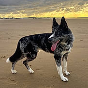 Buddy a rejoint le concours — aidez-le/la à gagner de superbes lots ! dog, beach, sand, sunset, cloudy_sky, blue_eyes, black_and_white, tongue_out, standing, outdoor, canine, animal, nature, vacation, collar, pets, landscape, coast, fur, quiet