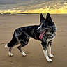 dog, beach, sand, sunset, cloudy_sky, blue_eyes, black_and_white, tongue_out, standing, outdoor, canine, animal, nature, vacation, collar, pets, landscape, coast, fur, quiet