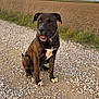 dog, brindle, sitting, gravel, path, outdoor, countryside, field, grass, cloudy_sky, nature, pet, canine, collar, daytime, animal, fur, mammal, rural, landscape