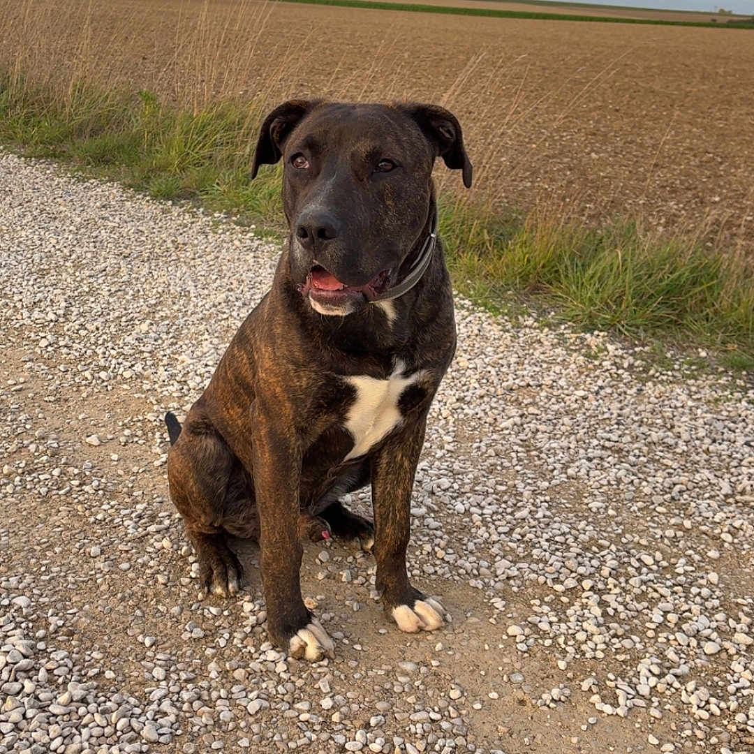 Appolo participe au concours pour gagner de l'argent avec cette photo : animal, brindle, canine, cloudy_sky, collar, countryside, daytime, dog, field, fur, grass, gravel, landscape, mammal, nature, outdoor, path, pet, rural, sitting