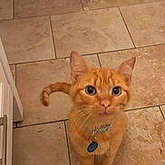 Cheeto joined the competition — help win amazing prizes! animal, cat, collar, curious, cute, domestic, doorway, ears, feline, floor, home, indoor, looking_up, orange_tabby, pet, rug, tag, tail, tile_floor, whiskers