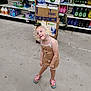 Elizabeth is registered to the contest to win money with this photo: aisle, beige_outfit, cardboard_boxes, casual_clothing, child, cleaning_products, flip_flops, floor, funny_pose, headwear, indoor, paper_towels, person, playful, products, retail, shelves, smiling, store, tinsel