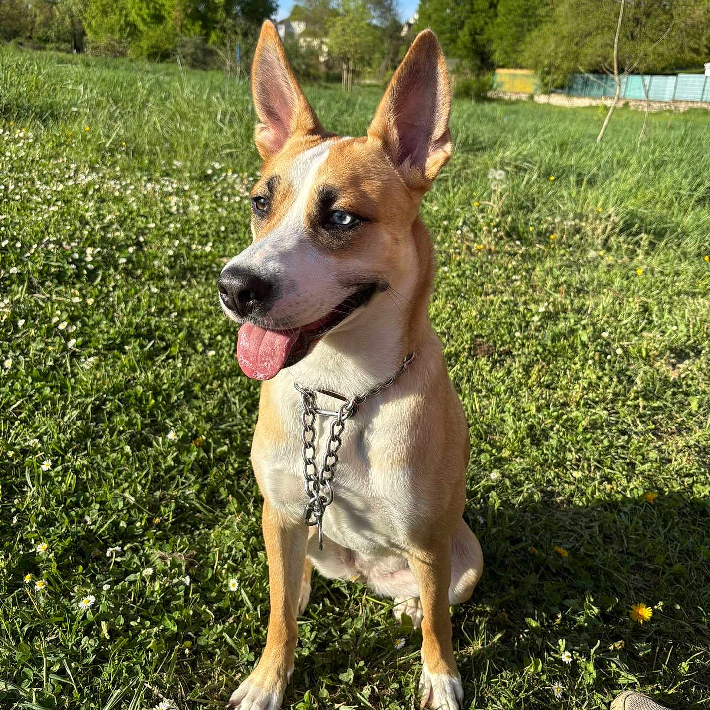 Blue a rejoint le concours — aidez-le/la à gagner de superbes lots ! animal, blue_eyes, canine, casual_shoe, chain_collar, daylight, dog, ears, field, flower, grass, greenery, happy, nature, outdoor, pet, sitting, summer, sunny, tongue
