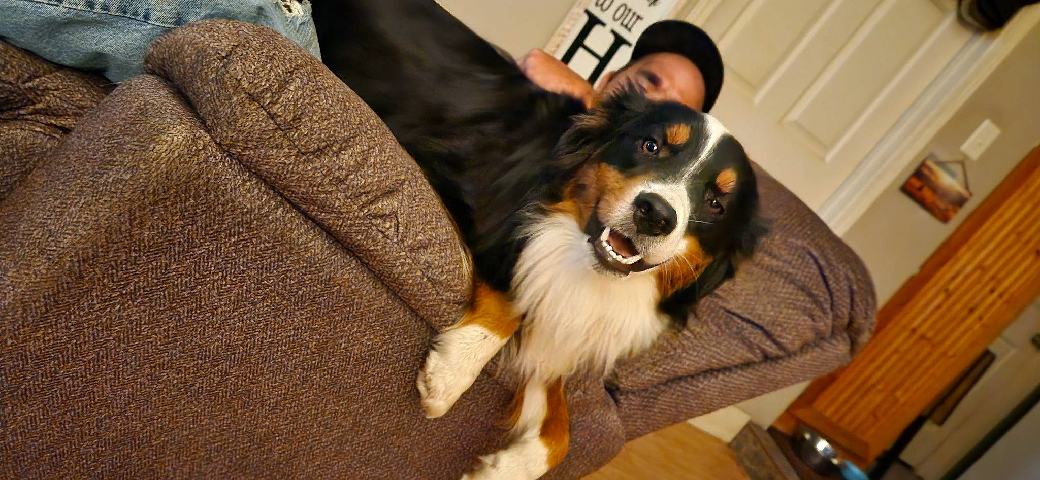 Levi is registered to the contest to win money with this photo: bernese_mountain_dog, border_collie, carnivore, collie, companion_dog, dog, dog_breed, door, fur, herding_dog, plant, rough_collie, scotch_collie, shetland_sheepdog, snout, toy_dog, whiskers, wood, working_animal, working_dog