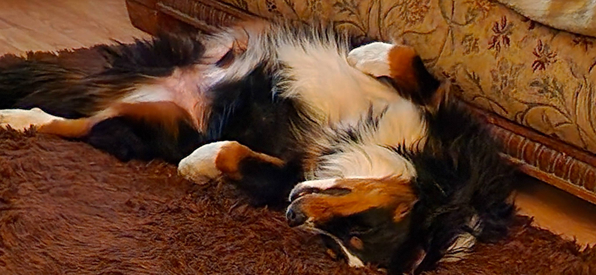 Levi is registered to the contest to win money with this photo: canidae, carnivore, claw, companion_dog, dog_breed, fawn, felidae, fur, goat, goat_antelope, goats, grass, livestock, nap, plant, snout, sporting_group, tail, terrestrial_animal, whiskers