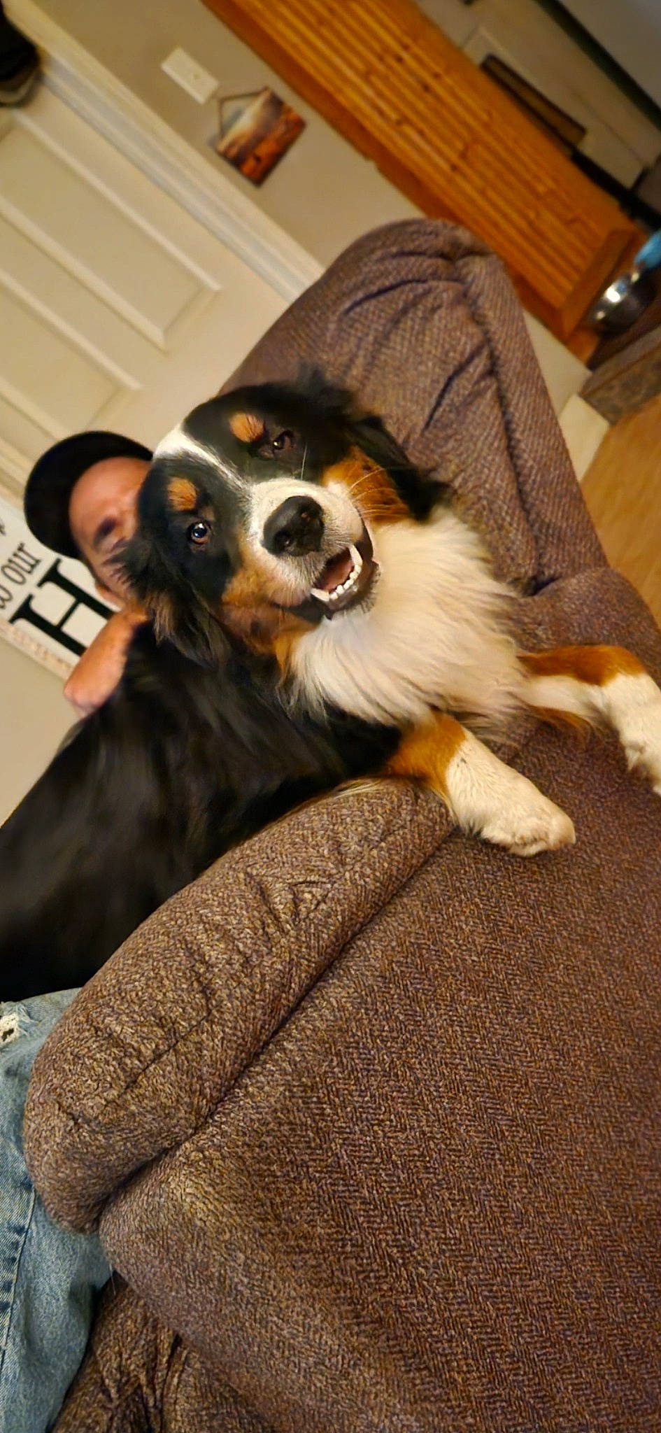 Levi joined the competition — help win amazing prizes! bernese_mountain_dog, canidae, carnivore, comfort, companion_dog, dog, dog_breed, flooring, fur, hardwood, herding_dog, paw, shetland_sheepdog, snout, sporting_group, terrestrial_animal, toy_dog, whiskers, wood, working_dog
