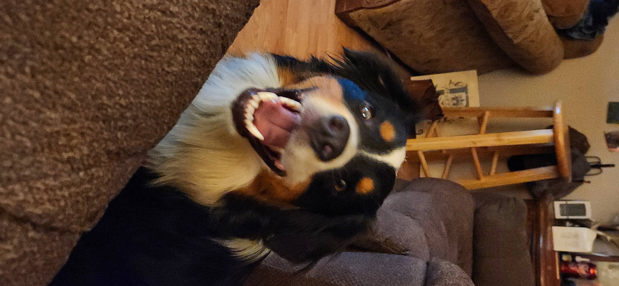 Levi joined the competition — help win amazing prizes! canidae, carnivore, comfort, companion_dog, couch, dog, dog_breed, ear, eyewear, fawn, fur, human_leg, paw, shipping_box, snout, sunglasses, toy_dog, whiskers, wood, working_animal