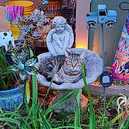 Lucy is registered to the contest to win money with this photo: cat, tabby, birdbath, garden, statue, angel, plants, flower, pot, ornament, greenery, outdoor, decor, relaxing, animal, nature, daylight, leaves, colorful, peaceful