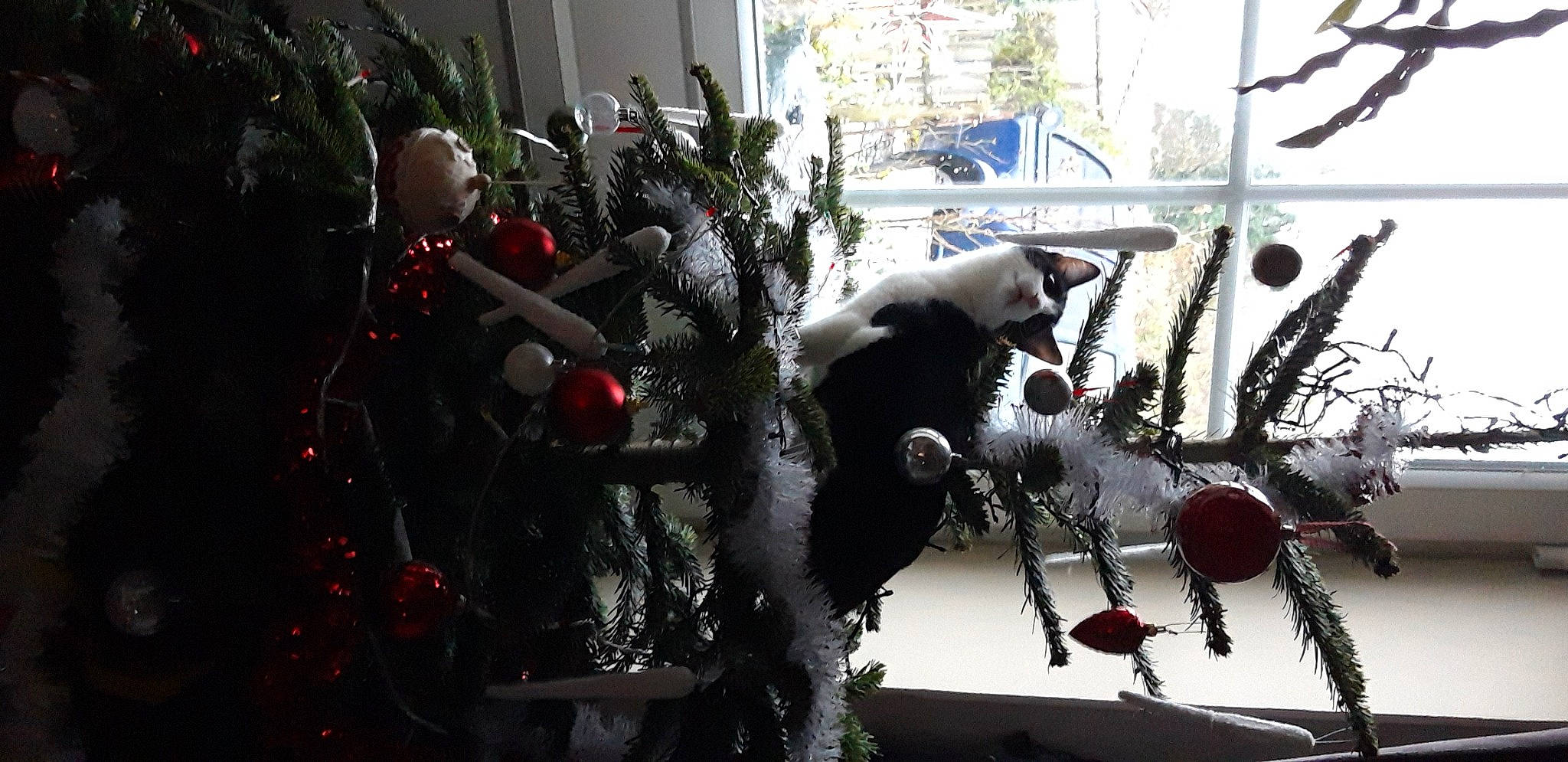 Marguerite a rejoint le concours — aidez-le/la à gagner de superbes lots ! christmas, christmas_decoration, christmas_eve, christmas_ornament, christmas_tree, conifer, fir, holiday, holiday_ornament, ornament, pine_family, small_to_medium_sized_cats