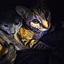 animal, cat, cats, close_up, companion, cozy, cute, dark, eyes, feline, fur, gray_cat, indoor, night, pets, portrait, snuggle, tabby, two_animals, whiskers