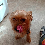 Buddy is registered to the contest to win money with this photo: affenpinscher, animal, ball, bodypart, canine, couch, device, dog, drawer, furniture, mouth, person, pet, puppy, sport, teeth, terrier, tile, tongue, whitedog