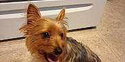Buddy joined the competition — help win amazing prizes! accessories, affenpinscher, animal, appliance, cabinet, canine, cockerspaniel, device, dog, drawer, electricaldevice, furniture, hardwood, microwave, oven, pet, puppy, strap, terrier, wood