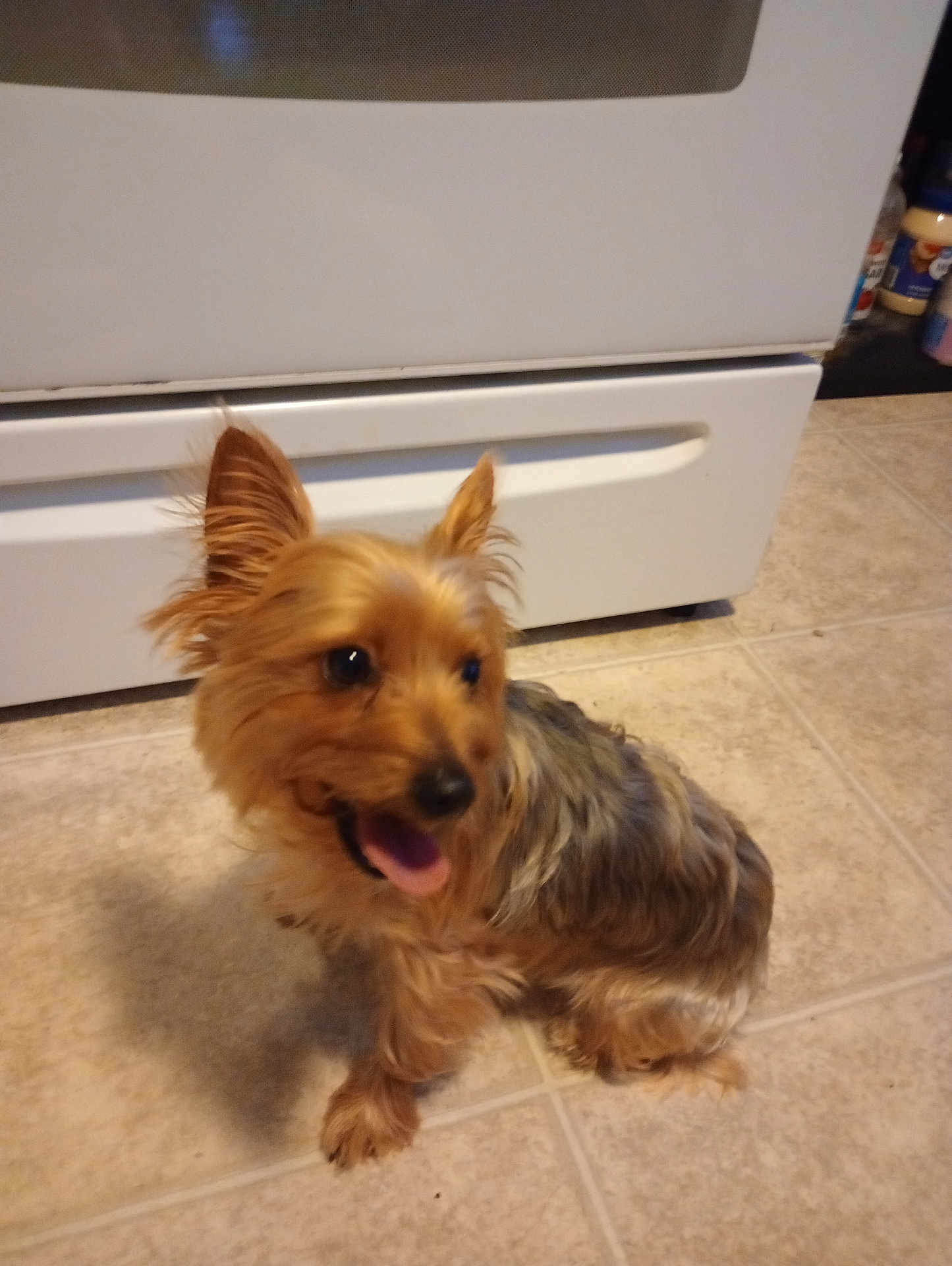Buddy