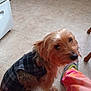 Buddy is registered to the contest to win money with this photo: accessories, airedale, animal, appliance, canine, clothing, couch, device, dog, electricaldevice, furniture, hound, pants, person, pet, puppy, refrigerator, strap, terrier, wood