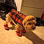 Buddy is registered to the contest to win money with this photo: accessories, affenpinscher, animal, canine, clothing, coat, cockerspaniel, couch, dog, footwear, furniture, jacket, person, pet, poodle, puppy, shoe, strap, terrier, vest