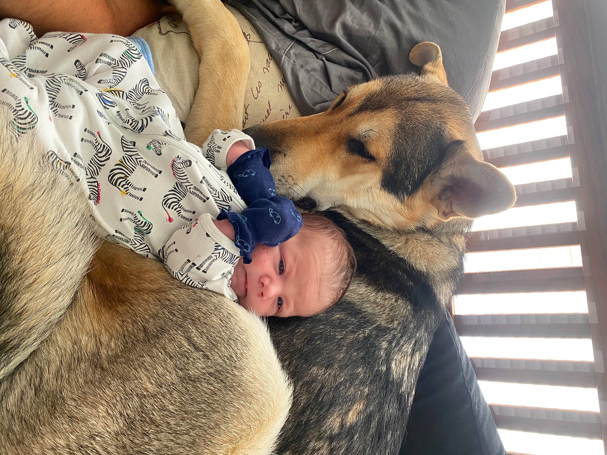 Archer joined the competition — help win amazing prizes! baby, carnivore, comfort, companion_dog, dog, dog_breed, ear, fawn, felidae, fur, linens, mammal, nap, person, sleep, small_to_medium_sized_cats, snout, sporting_group, toddler, vertebrate