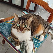 Turquoise a rejoint le concours — aidez-le/la à gagner de superbes lots ! cat, chair, cushion, cute, domestic_animal, feline, floor_tiles, green_eyes, household, indoor, looking_at_camera, paw, pet, relaxed, resting, striped, tabby, whiskers, white_paws, wooden_chair