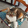 cat, chair, cushion, cute, domestic_animal, feline, floor_tiles, green_eyes, household, indoor, looking_at_camera, paw, pet, relaxed, resting, striped, tabby, whiskers, white_paws, wooden_chair