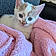 Kitty