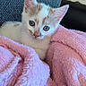 Kitty participe au concours pour gagner de l'argent avec cette photo : kitten, cat, orange_white, blue_eyes, animal, pet, cute, fluffy, fur, whiskers, ears, face, portrait, close_up, blanket, pink, cozy, indoors, couch, adorable