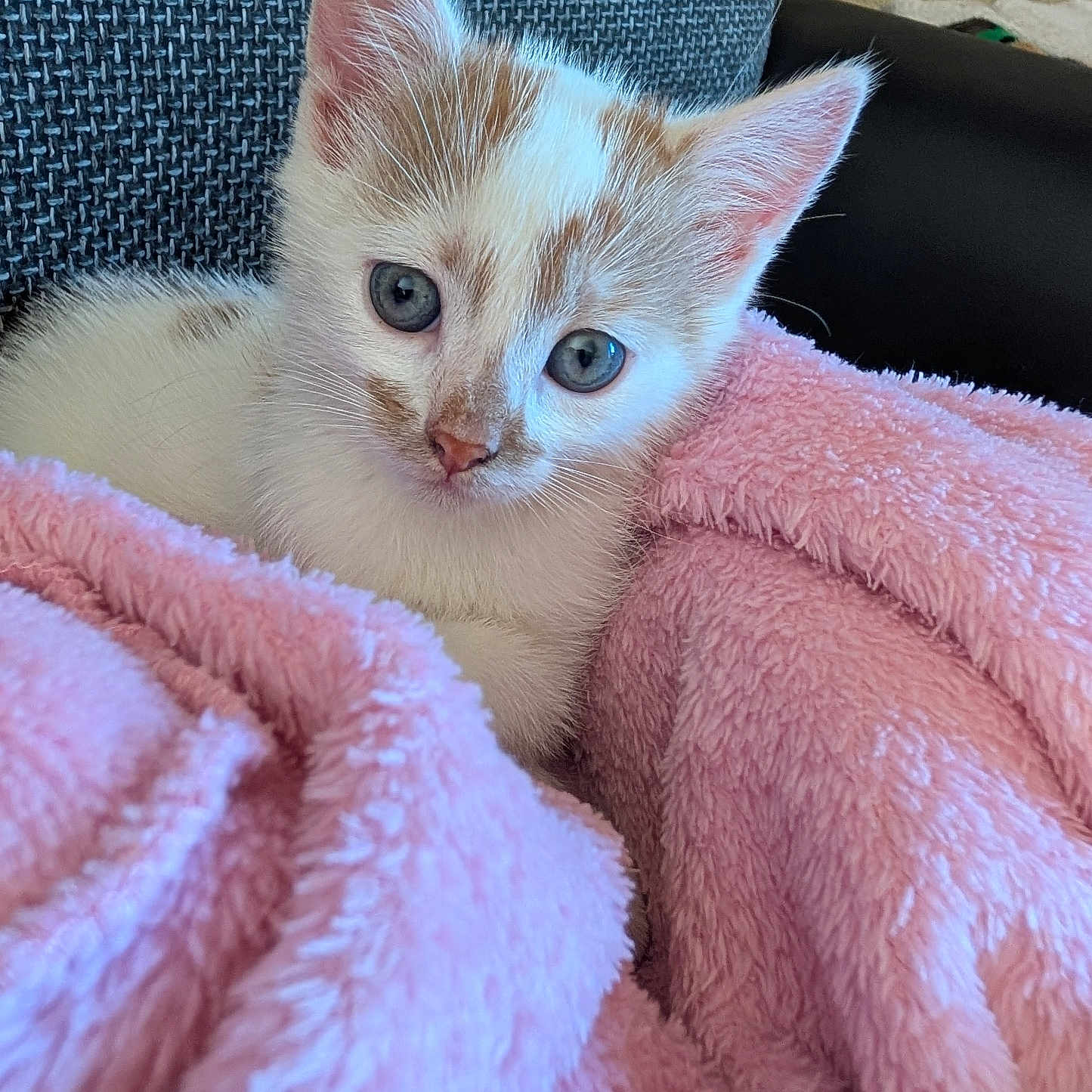 Kitty participe au concours pour gagner de l'argent avec cette photo : kitten, cat, orange_white, blue_eyes, animal, pet, cute, fluffy, fur, whiskers, ears, face, portrait, close_up, blanket, pink, cozy, indoors, couch, adorable