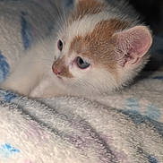 Kitty participe au concours pour gagner de l'argent avec cette photo : kitten, cat, orange_and_white, pet, animal, feline, blue_eyes, ears, whiskers, fur, face, close_up, lying_down, blanket, soft, cozy, indoor, portrait, cute, sleepy
