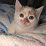 Kitty participe au concours pour gagner de l'argent avec cette photo : kitten, cat, animal, pet, face, eyes, ears, whiskers, nose, pink_nose, fur, cream_fur, white_fur, curious, cute, portrait, closeup, blanket, indoors, cozy