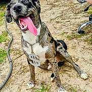 Smokey joined the competition — help win amazing prizes! dog, canine, tongue_out, sitting, outdoor, sand, grass, chain_necklace, dollar_sign, happy, pet, animal, playful, spotted, black_and_white, ears, paw, collar, smiling, tongue