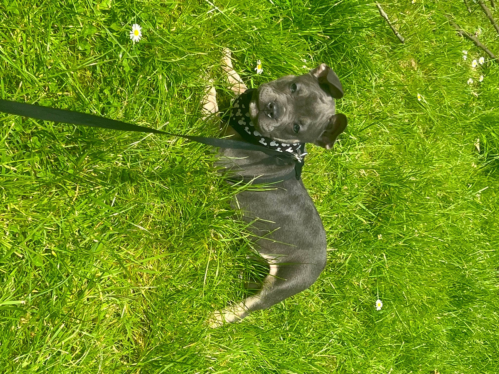 Blue is registered to the contest to win money with this photo: canidae, carnivore, companion_dog, dog, dog_breed, dog_collar, fawn, grass, grassland, groundcover, guard_dog, gun_dog, lawn, personal_protective_equipment, plant, shrub, snout, sporting_group, tail, working_animal