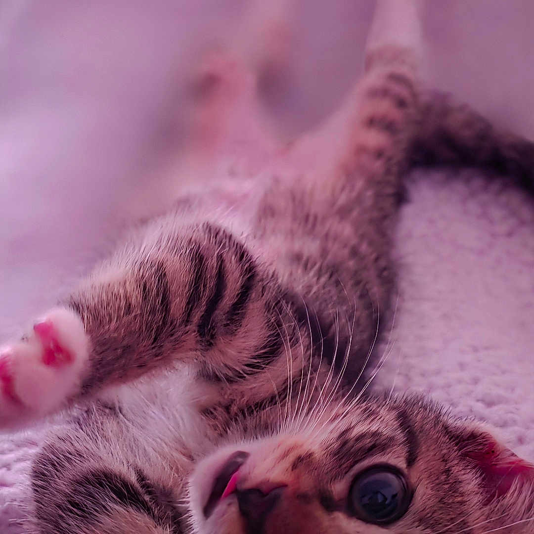 Luna joined the competition — help win amazing prizes! kitten, cat, tabby, paw, fur, whiskers, blanket, texture, sleepy, cute, pet, animal, indoor, closeup, stretching, relaxing, soft, pink, purple, feline