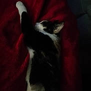 Naya a rejoint le concours — aidez-le/la à gagner de superbes lots ! abyssinian, animal, armchair, bed, blanket, cat, chair, couch, furniture, kitten, manx, person, pet, quilt, siamese, sleeping, towel, velvet