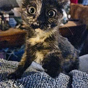 Phish joined the competition — help win amazing prizes! animal, blanket, cat, closeup, cozy, curious, cute, domestic, furry, home, indoor, kitten, paw, pet, small, texture, tortoiseshell, whiskers, wide_eyes, young