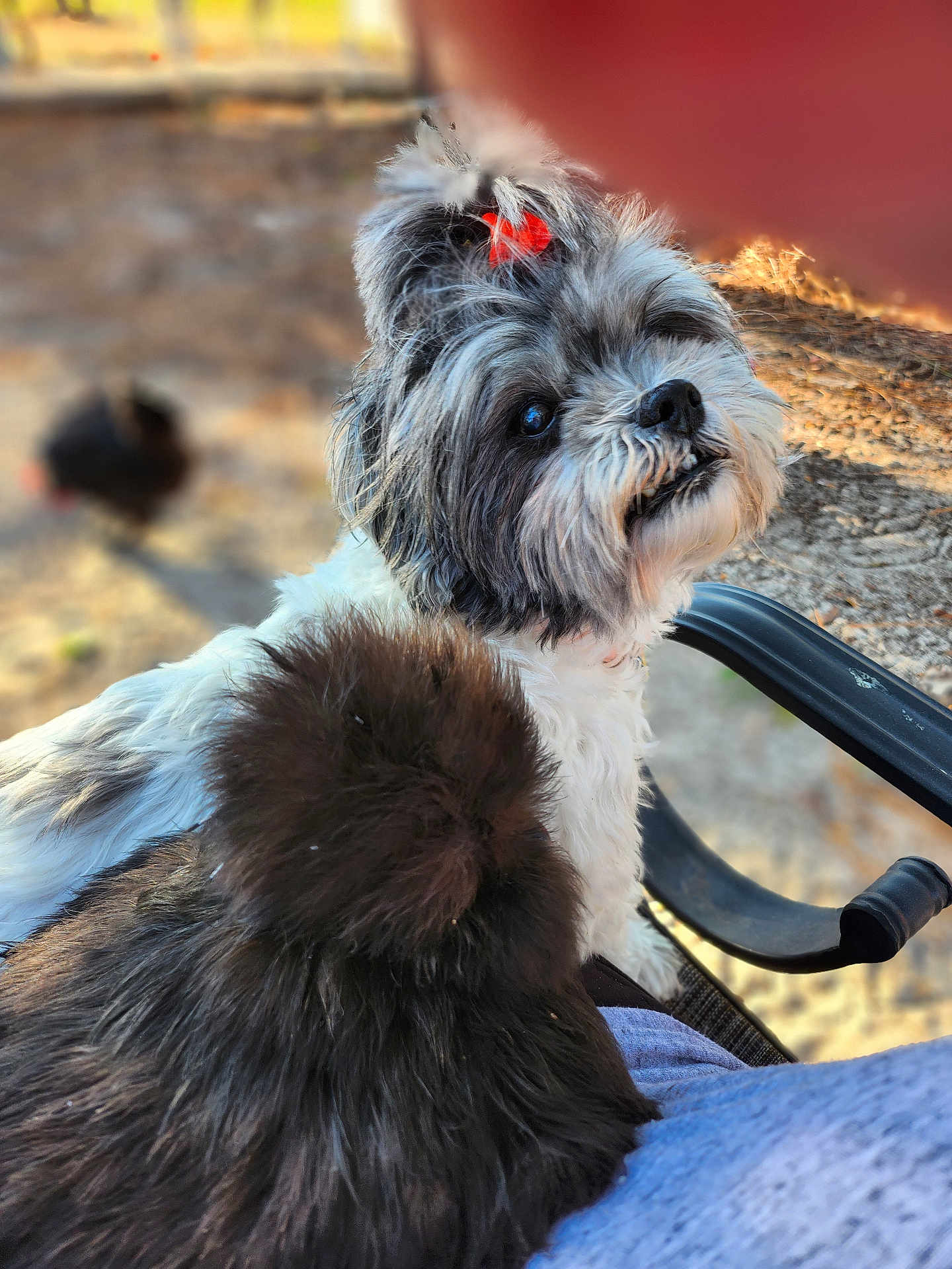 Bella Rose joined the competition — help win amazing prizes! dog, fluffy, white, gray, bow, outdoor, pet, animal, chair, blurred_background, closeup, cute, fur, resting, companion, sunlight, shallow_depth_of_field, head, portrait, domestic_animal