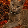 cat, gray_cat, animal, pet, collar, autumn, fall_leaves, pinecones, wooden_surface, close_up, feline, whiskers, paw, indoor, curious, toy, colorful, soft_fur, relaxed, portrait
