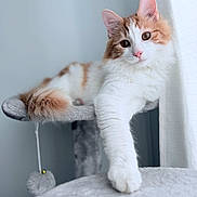 Remi joined the competition — help win amazing prizes! cat, fluffy, white, orange, paw, cat_tree, indoor, curtain, light, fur, relaxed, cute, pet, animal, cozy, soft, portrait, feline, home, curious